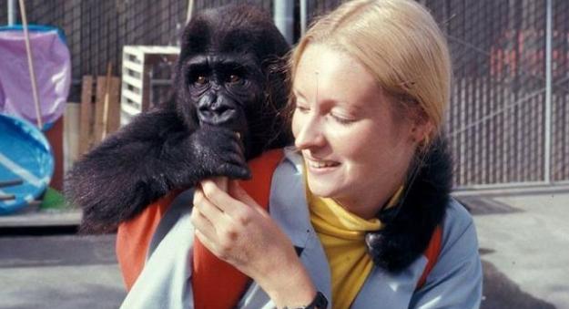 大猩猩能和人熟练的沟通，会1000多种手语，留下的遗憾让人深思？
