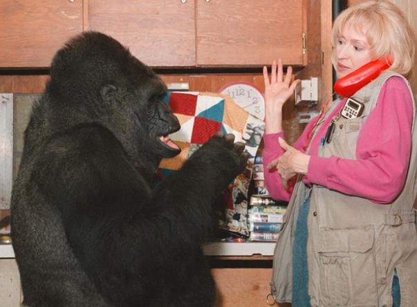 大猩猩能和人熟练的沟通，会1000多种手语，留下的遗憾让人深思？