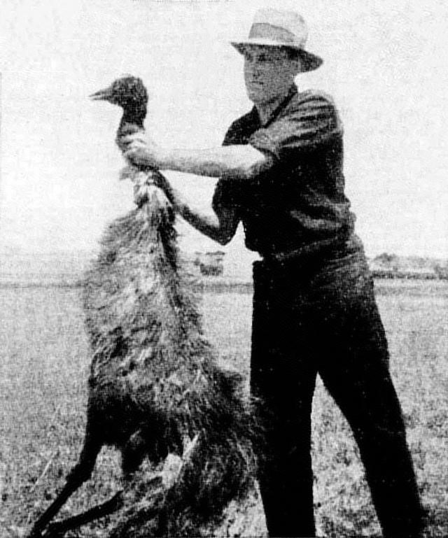 人与动物第一次大战，澳大利亚打光所有弹药，却只消灭了12只鸸鹋