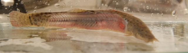 日式料理独创骨泳法，肉质鲜嫩，剔骨而亡的鱼类竟能调动