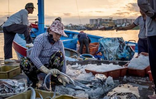 山东沿海海星为什么突然泛滥？一天捕捞万斤多，吃货能解决问题么