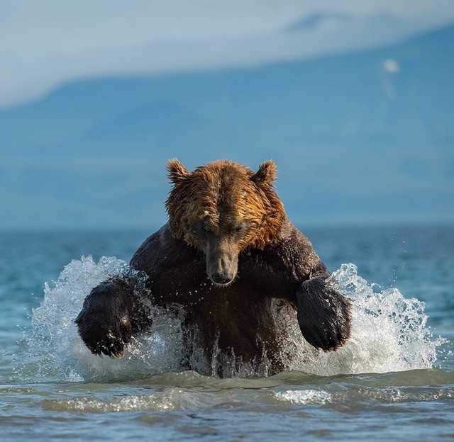 俄罗斯是战斗民族那他们是否真的能战胜凶猛的熊呢？还是被熊压着