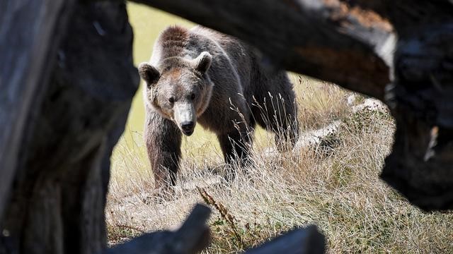 俄罗斯是战斗民族那他们是否真的能战胜凶猛的熊呢？还是被熊压着