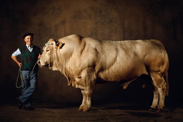 重达2400斤的蓝牛，为啥中国人不吃（健美牛冠军）