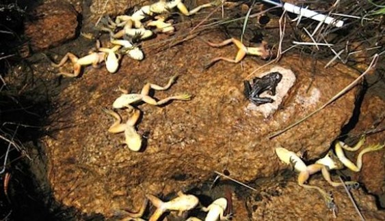 为了验孕，蛙类差点被人类“灭门”，只荷兰的火蝾螈就被干掉99%