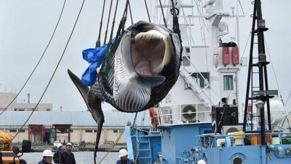 95%的日本人不会去吃鲸鱼肉，但大量捕鲸，每年捕鲸900头以上