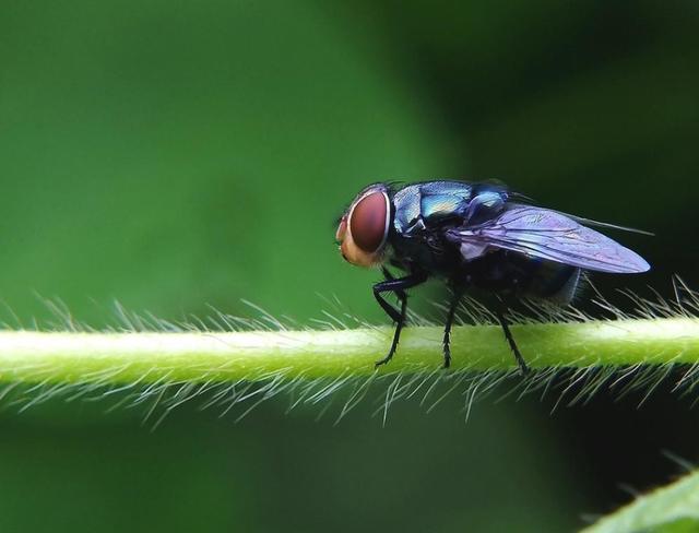 苍蝇的精子长度可达体长20倍！精子优势保证苍蝇物种