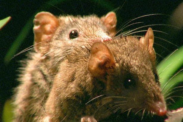 超过50%的雄性交配致死，澳大利亚袋鼩，为何还每次交配14小时？