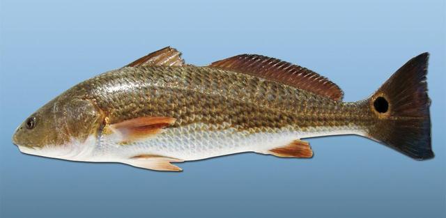 在美国濒临灭绝却在中国泛滥的红鱼，为什么会反向入侵