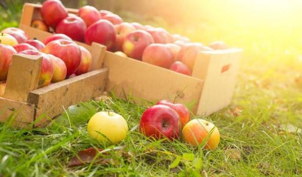 苹果籽中富含的氰化物可致人死亡？吃了30年苹果 头次听说籽有毒
