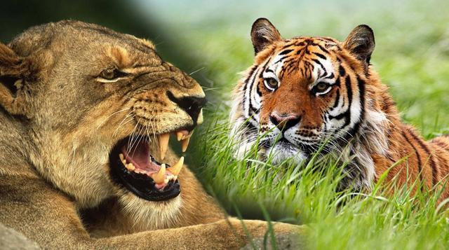 老虎与狮子谁更厉害？（环境不同各有所长）