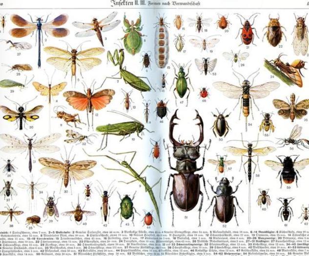 蚂蚁和飞虱的进化，难道昆虫也要进行工业革命（自然进化）