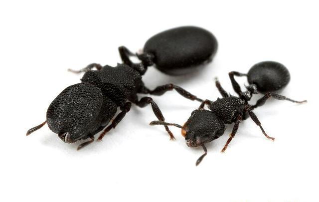 蚂蚁和飞虱的进化，难道昆虫也要进行工业革命（自然进化）