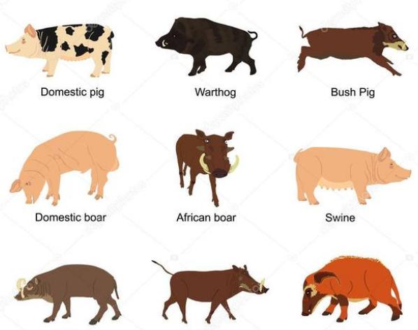 非洲红河猪种群泛滥，数量能达700万头，为啥不把引进到中国？