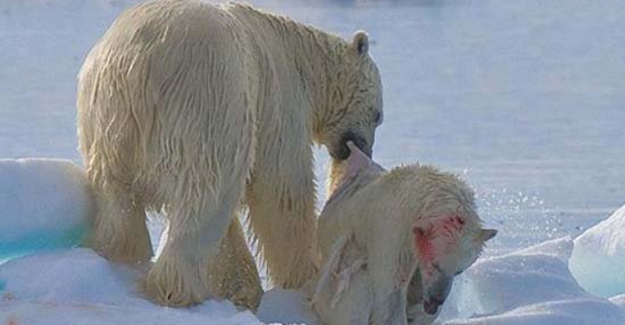 环保人士发现北极熊猎食同类，有可能是气候变化导致