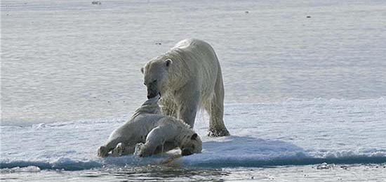 环保人士发现北极熊猎食同类，有可能是气候变化导致