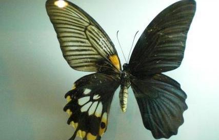世界上最诡异的蝴蝶：鬼美人凤蝶，捕捉后或许会死亡