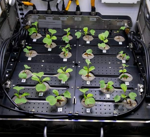 国际空间站制造出来20根萝卜 太空种植不是梦想（太空蔬菜）