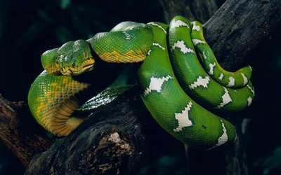 蛇是不是出生后就有毒，蟒蛇有没有毒（蛇毒基因进化史）