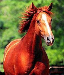 汗血宝马:阿哈尔捷金马(价值1000万美元的马)
