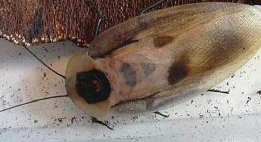 男子养伪死人头蜻螂当宠物，130多种品种20万只蜻螂的窝