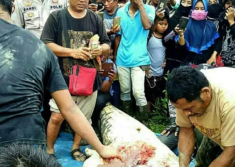 印尼工人被4米巨鳄叼走村民活捉剖肚竟发现人骨（被鳄吃掉工人）