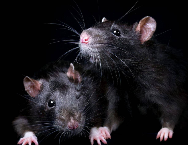 用八只老鼠预测了人类的未来 科学家的大胆实验（25号宇宙）