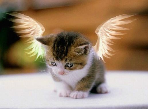 天使猫能飞吗？白猫怎么会长一对天使的翅膀？（基因骨头变形）