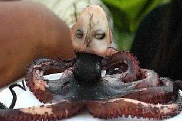 印度尼西亚有章鱼人？人脸似乎很可怕（可能是煮熟脱了皮）