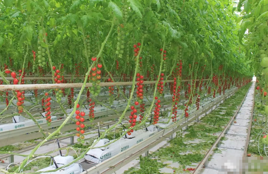 把西红柿种成黑科技？十年内中国将有大改变！