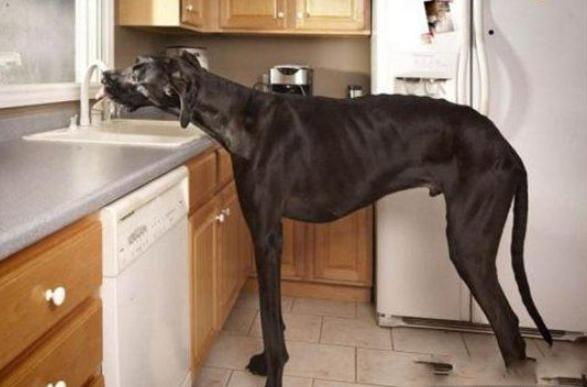 世界上最高大的狗大乔治，站起来比人还要高（高度达到220厘米）