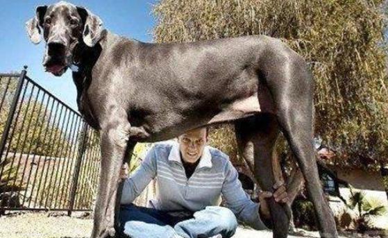 世界上最高大的狗大乔治，站起来比人还要高（高度达到220厘米）