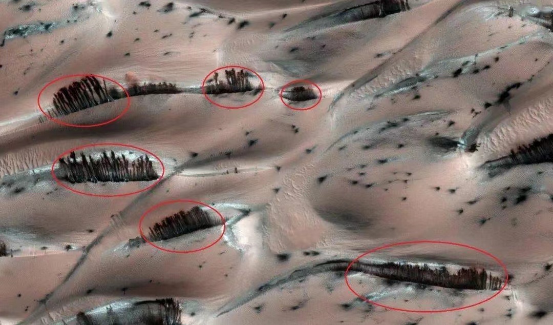 NASA拍到火星上有树木及森林 科学家 照片是真的 却很奇怪