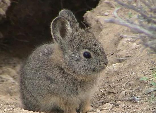 侏儒兔能长多大？世界上最小的兔子长啥样？（最小的兔子）