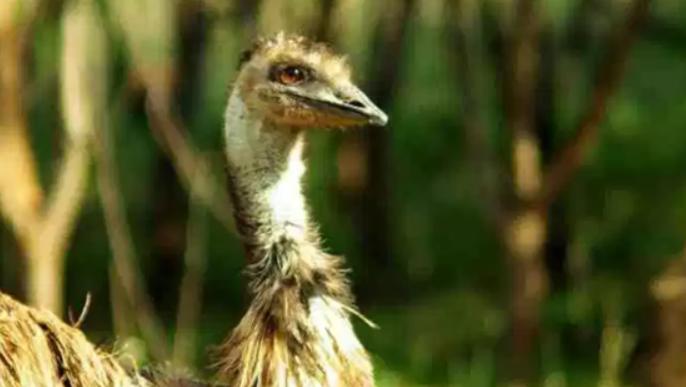世界上10只最大的活鸟 第九腿短跑得快 第二寿命长达50年