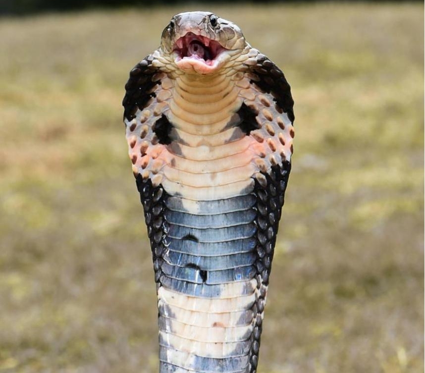 帝王蝎比眼镜蛇更可怕，世界上十大最可怕的动物（特征总结）