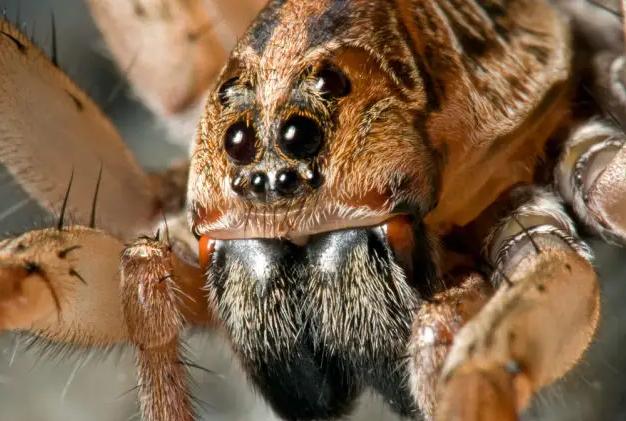 有八只眼睛的神奇生物，八眼巨蛛说人类的语音 （网络谣言）