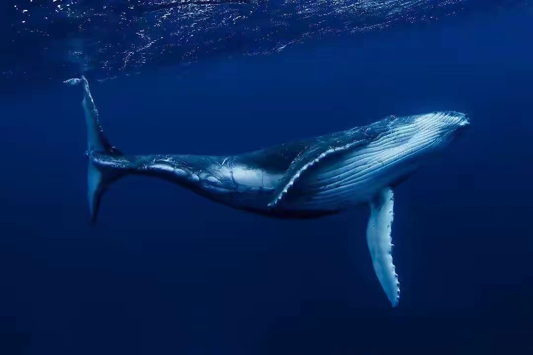 鲸鱼有哪些秘密，竟然一直不为人知（鲸鱼的秘密）