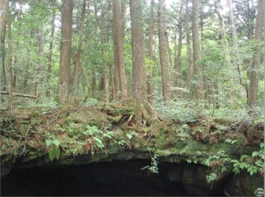 日本的恐怖杀人森林（迷失的森林）