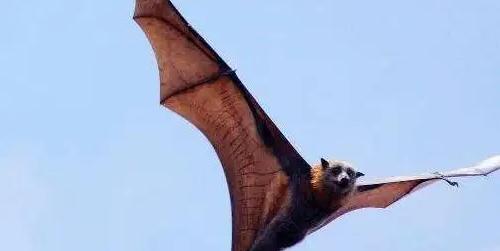 世界上极其罕见的巨型蝙蝠，神似电影中的吸血鬼