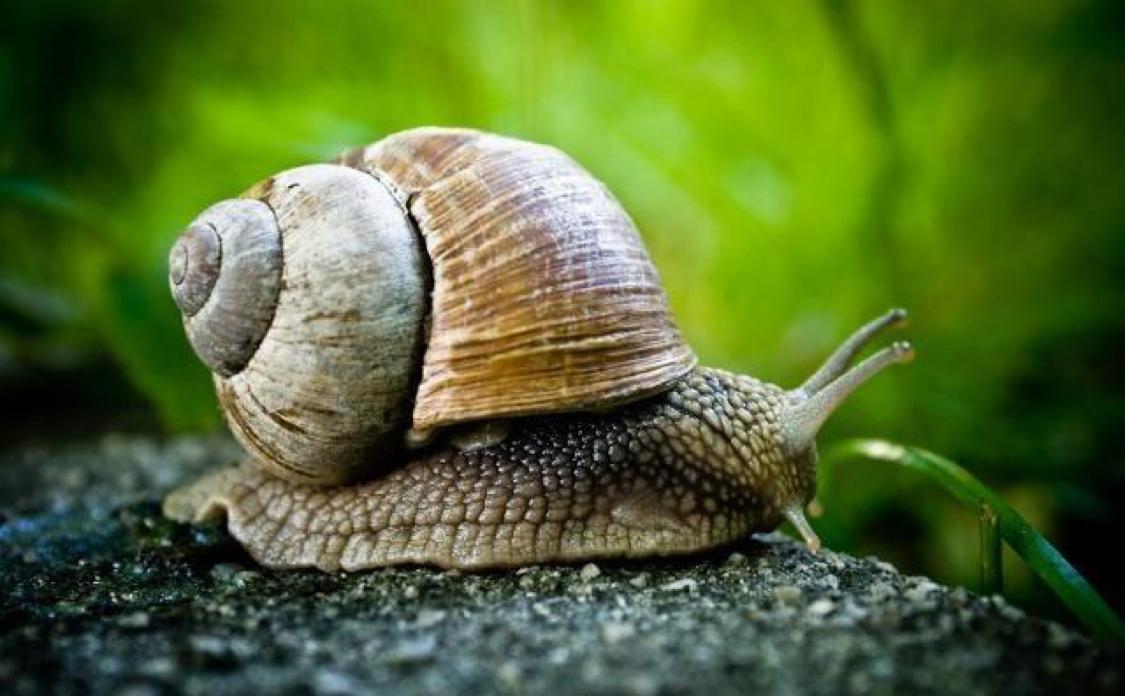 蜗牛看起来简单，实际上很聪明很复杂？（动物揭秘）
