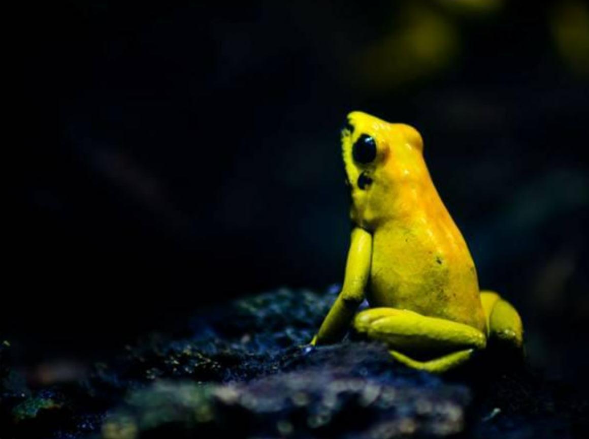 丧心病狂！世界最毒的箭蛙毒素被科学家研制成功，不知作何使用