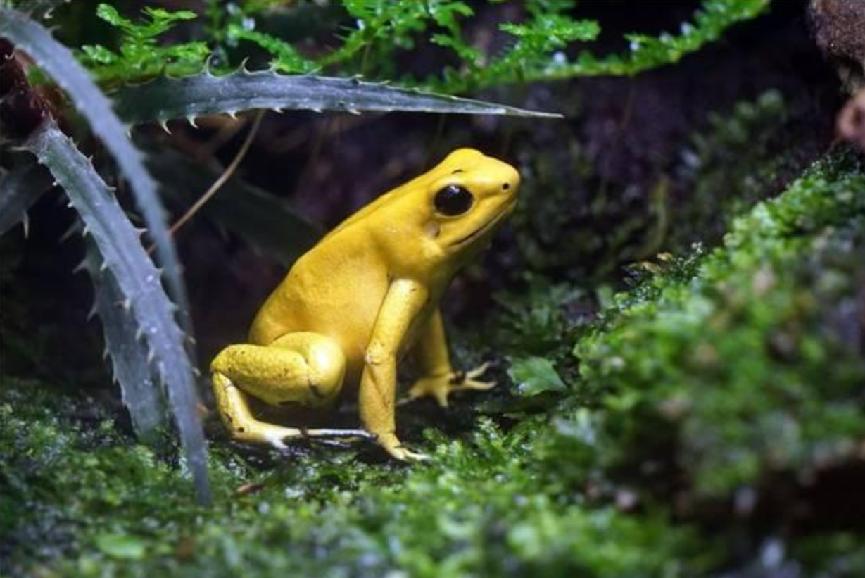 丧心病狂！世界最毒的箭蛙毒素被科学家研制成功，不知作何使用