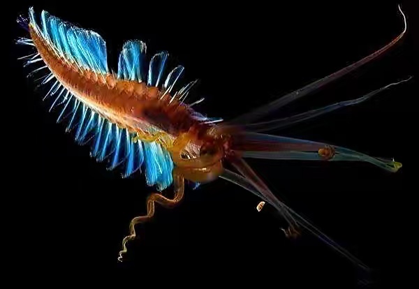 菲律宾深海出现的奇怪蠕虫,竟然长有8条触手(新蠕虫种类)