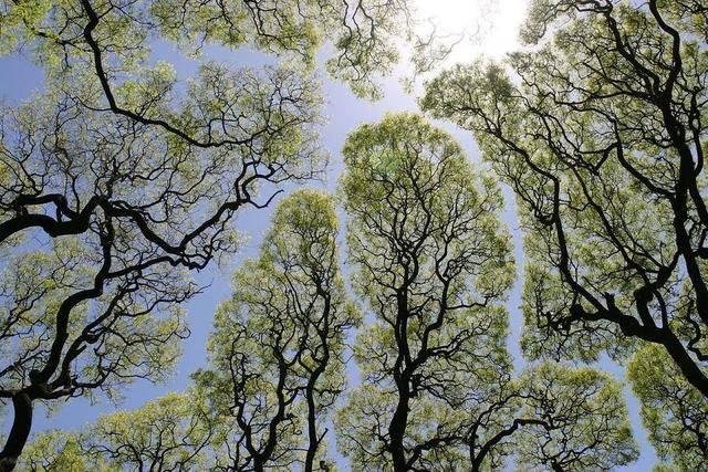 神奇的树木交流：树叶连接处会变得很害羞（植物特性）