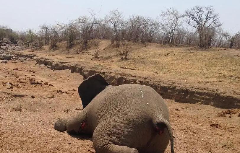 偷猎行为致肯尼亚大量非洲象惨遭屠杀，猎杀太猖狂