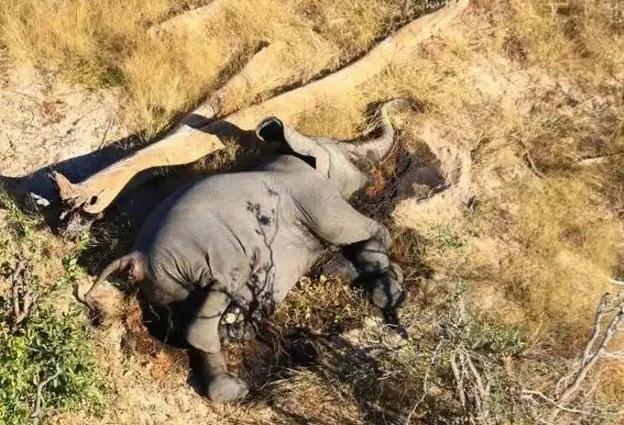 偷猎行为致肯尼亚大量非洲象惨遭屠杀，猎杀太猖狂