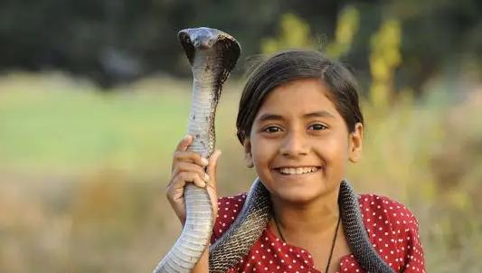 震惊！印度小孩拿眼镜蛇当玩具，十分凶猛   （蛇类泛滥）