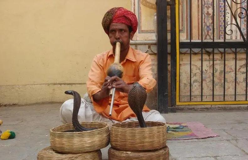 震惊！印度小孩拿眼镜蛇当玩具，十分凶猛   （蛇类泛滥）