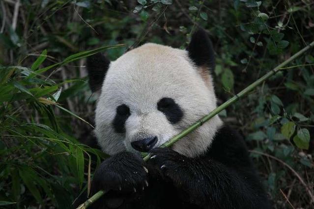 大熊猫喜欢吃竹子？不完全对，只喜欢吃一部分竹子（国宝的食物）